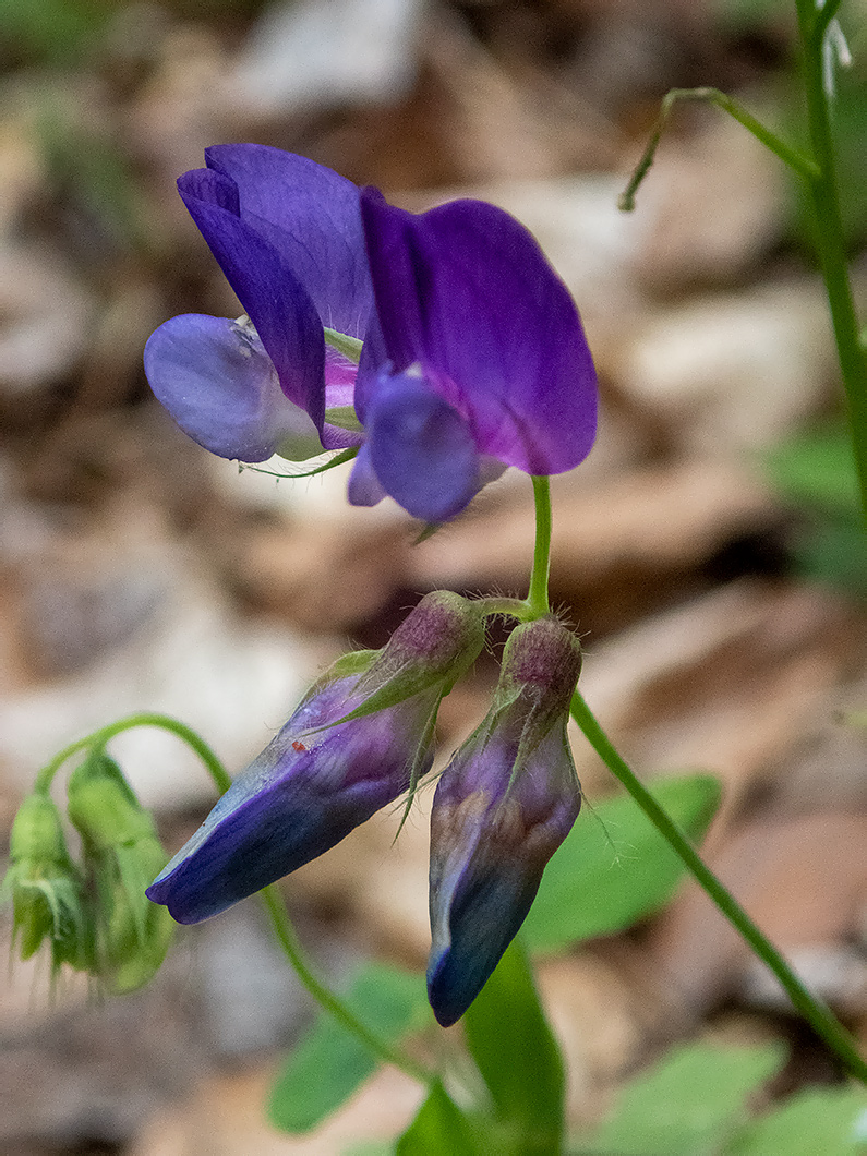 Image of Lathyrus laxiflorus specimen.