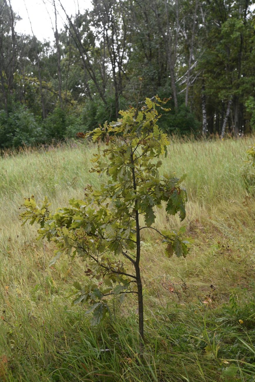 Image of Quercus robur specimen.