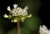 Adenocaulon adhaerescens. Соцветие. Приморский край, Уссурийский гор. округ, окр. с. Монакино, пойменный лес. 18.08.2024.