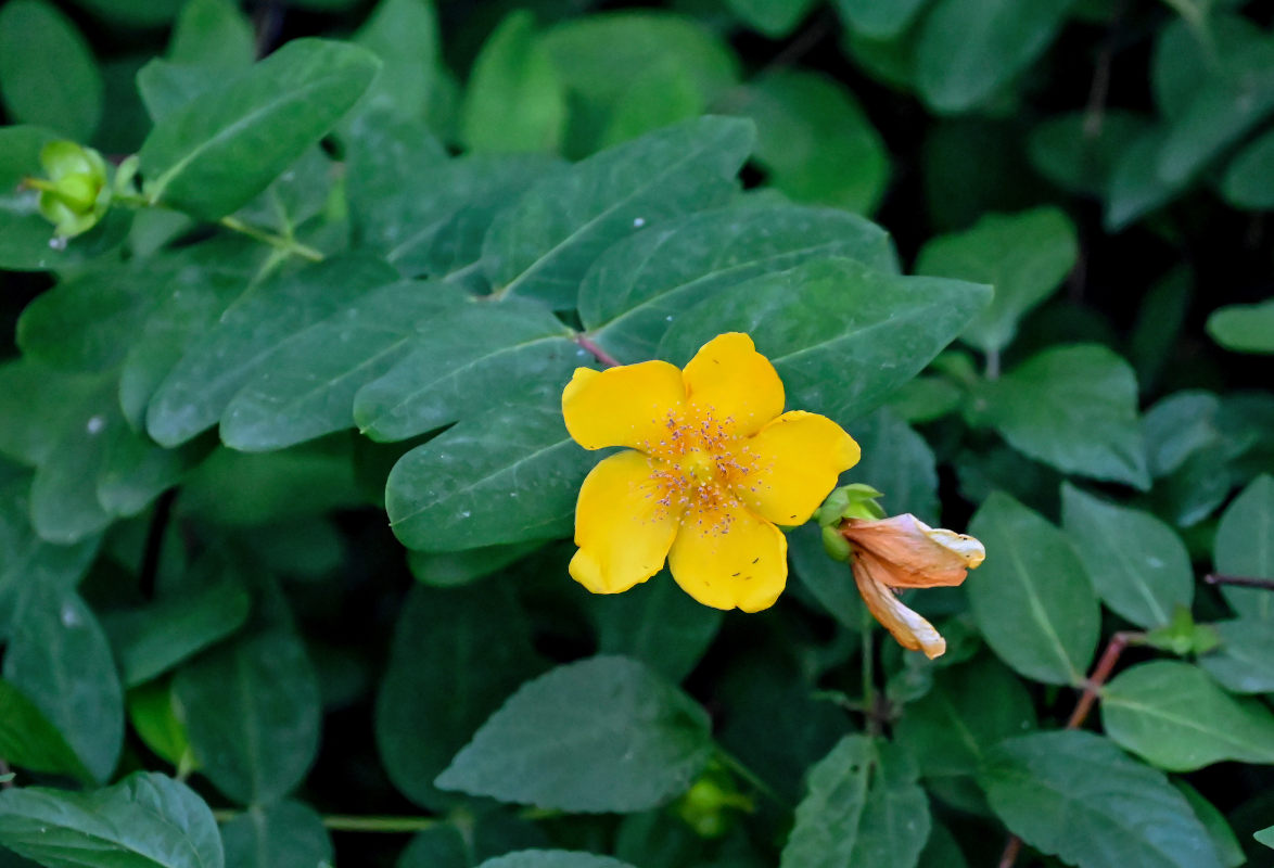 Изображение особи Hypericum patulum.