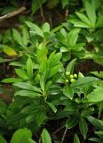 Skimmia repens. Плодоносящее растение. Южные Курилы, о. Кунашир, хр. Докучаева, Охотское побережье. 24.08.2003.