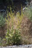 genus Verbascum