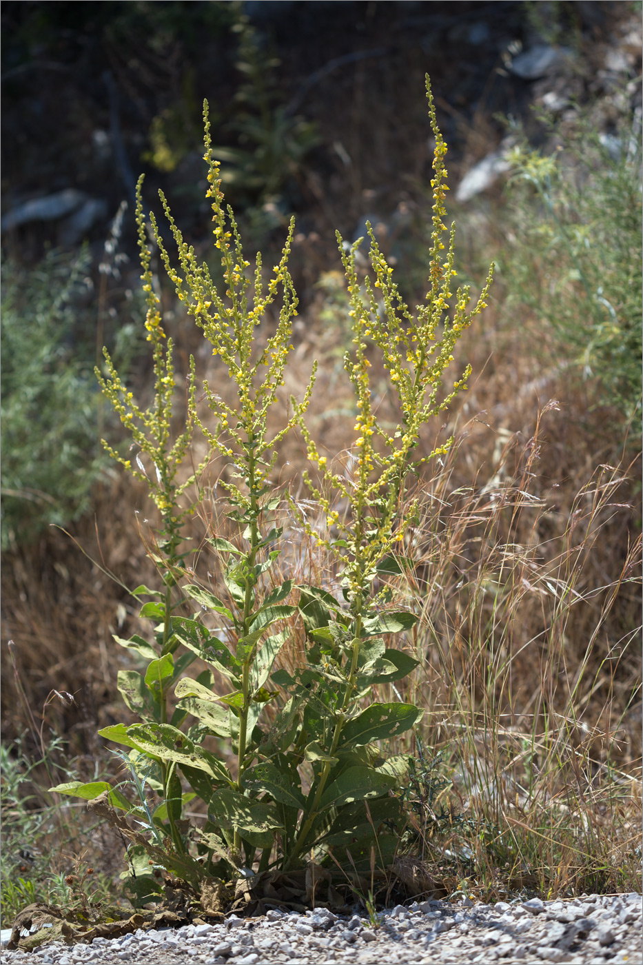 Image of genus Verbascum specimen.