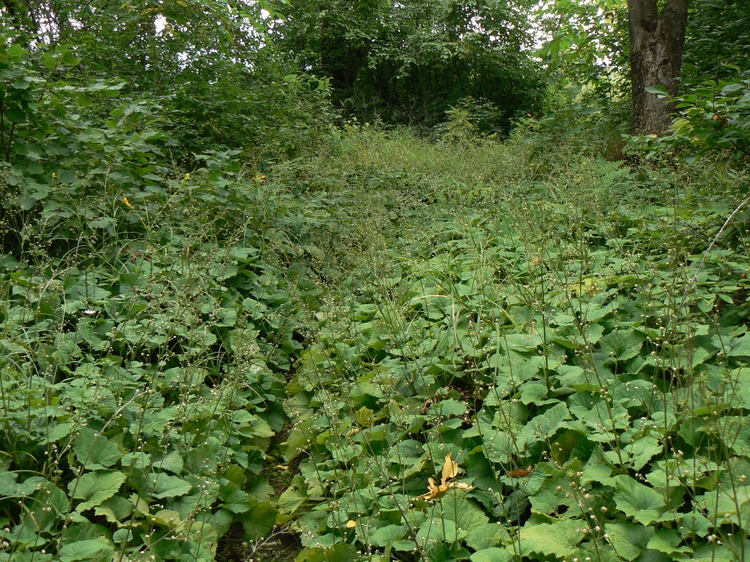 Изображение особи Adenocaulon adhaerescens.