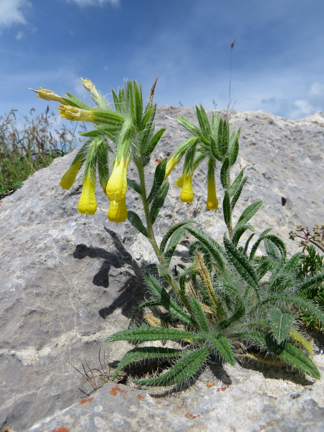 Image of Onosma irritans specimen.