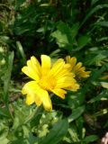 Calendula officinalis