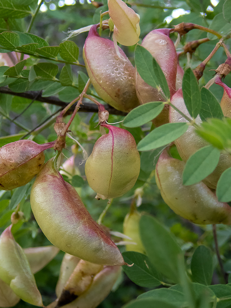 Изображение особи Colutea cilicica.