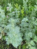 Artemisia absinthium