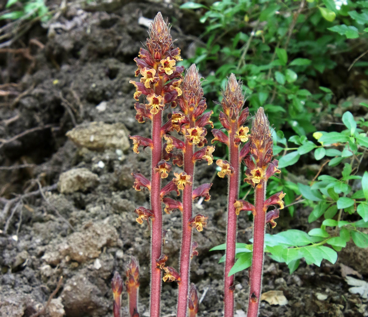 Изображение особи Orobanche laxissima.