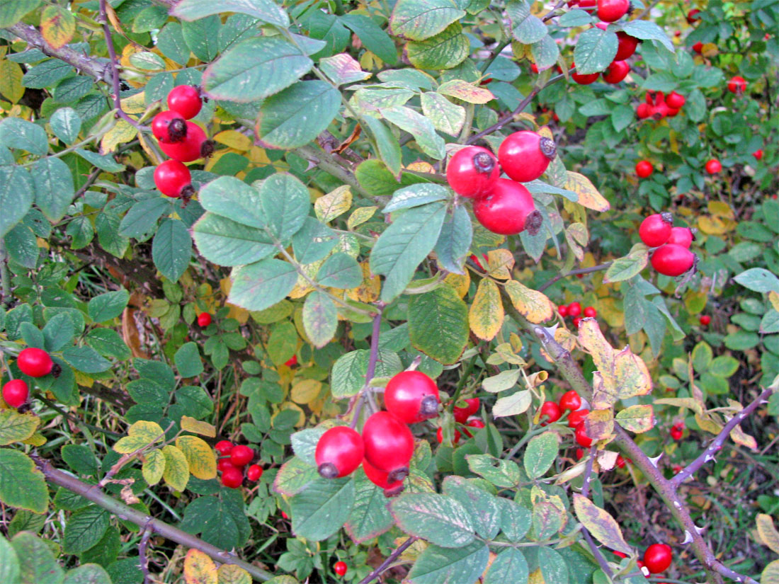 Image of Rosa corymbifera specimen.