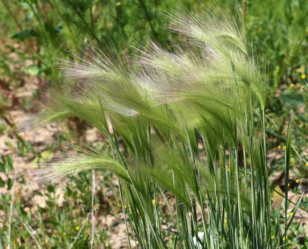Image of Hordeum jubatum specimen.