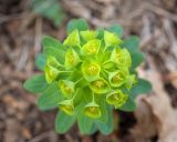 Euphorbia condylocarpa. Общее соцветие. Краснодарский край, Крымский р-н, окр. станицы Неберджаевская, задернованное скальное обнажение на месте старого заросшего карьера. 02.04.2025.