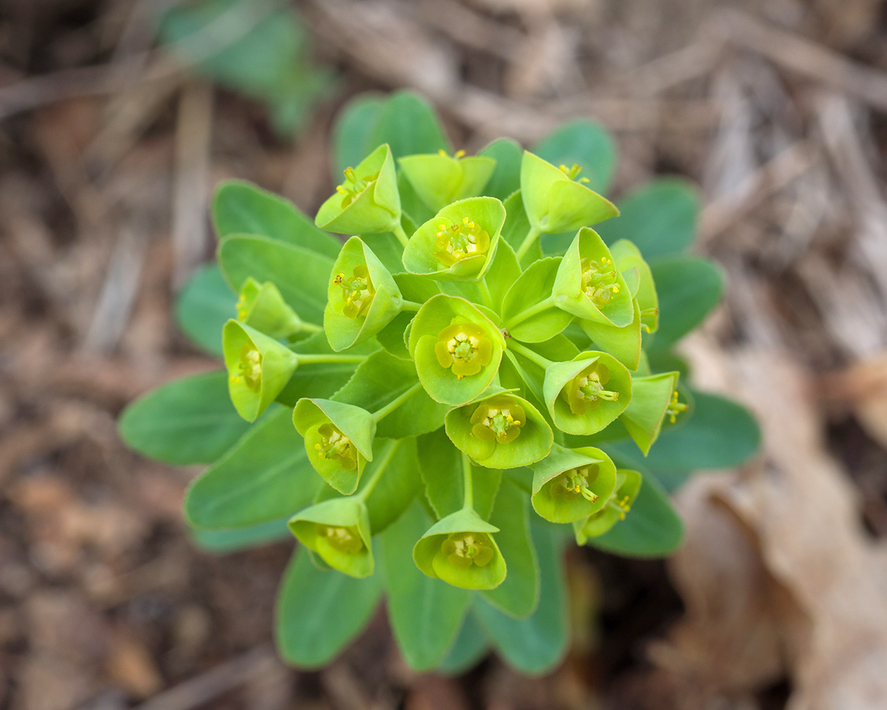 Изображение особи Euphorbia condylocarpa.