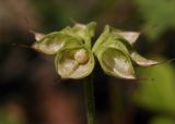 Eranthis stellata