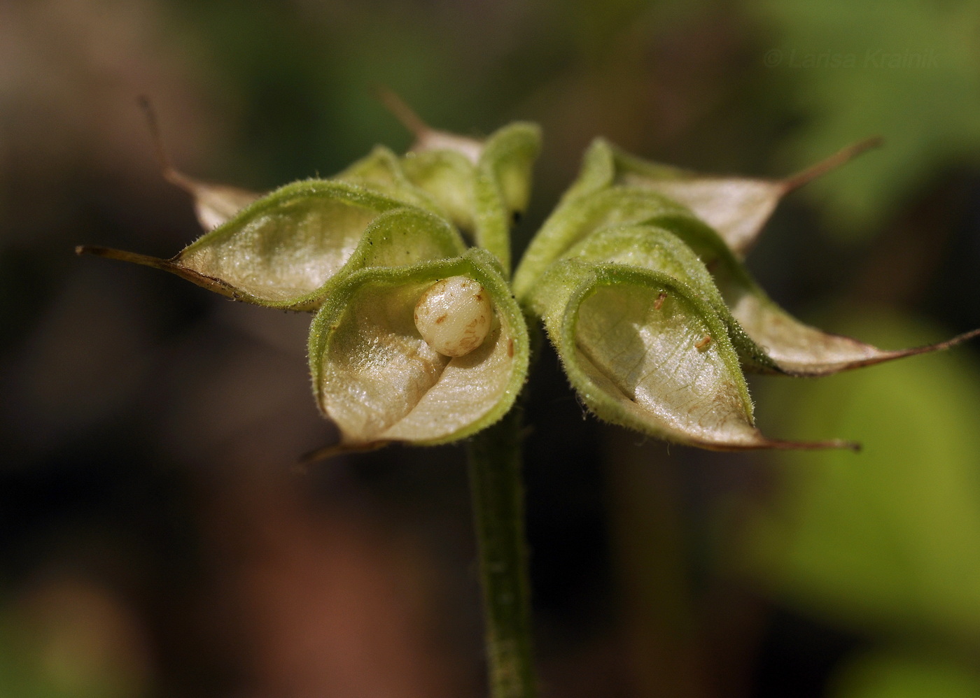 Изображение особи Eranthis stellata.