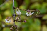 View full-size image Lonicera fragrantissima