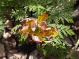 View full-size image Adonis amurensis