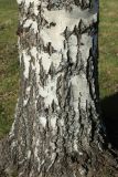 View full-size image Betula pendula