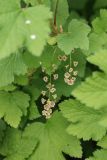 View full-size image Ribes spicatum