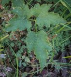 View full-size image genus Anemone
