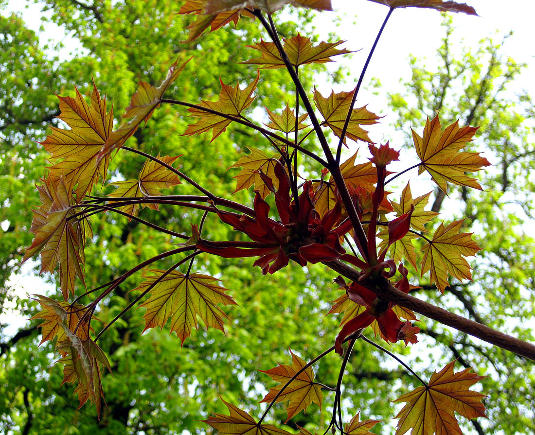 Image of Acer platanoides specimen.