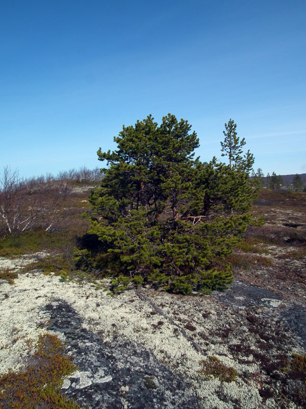 Изображение особи Pinus friesiana.