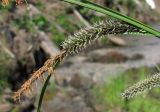 Carex acuta