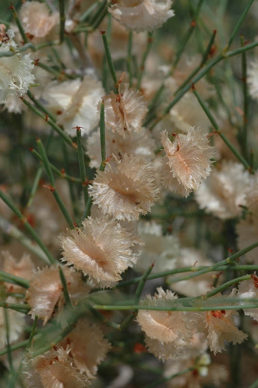 Image of genus Calligonum specimen.