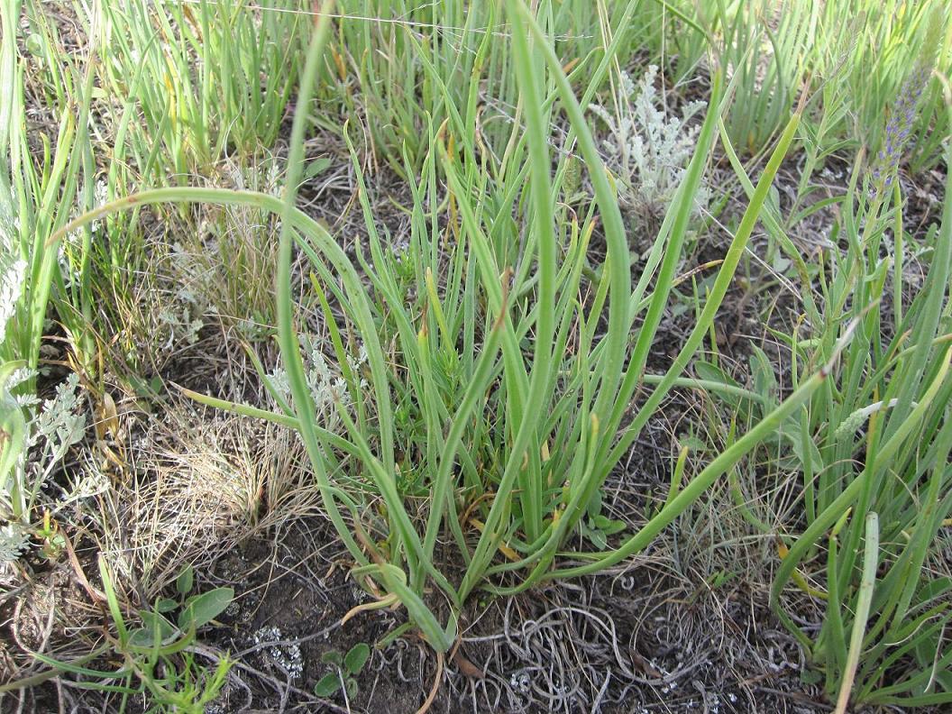 Image of Plantago salsa specimen.