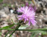 Centaurea sarandinakiae. Соцветие. Крым, окр. Феодосии, ур. Кизилташ. 27 июня 2010 г.