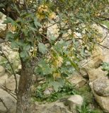 Acer turcomanicum. Ветви с листьями и плодами. Копетдаг, Чули. Июнь 2011 г.