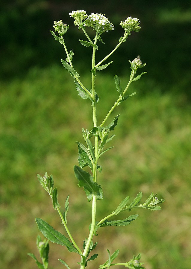 Image of Cardaria pubescens specimen.