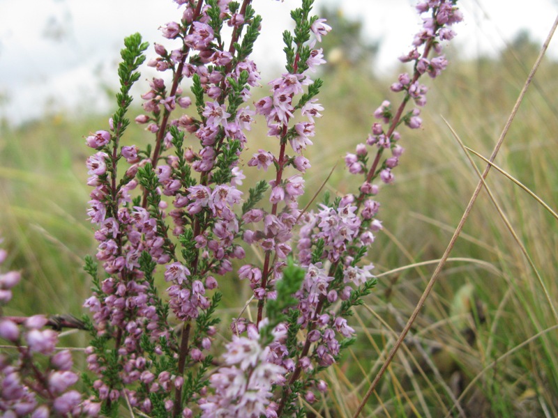 Изображение особи Calluna vulgaris.