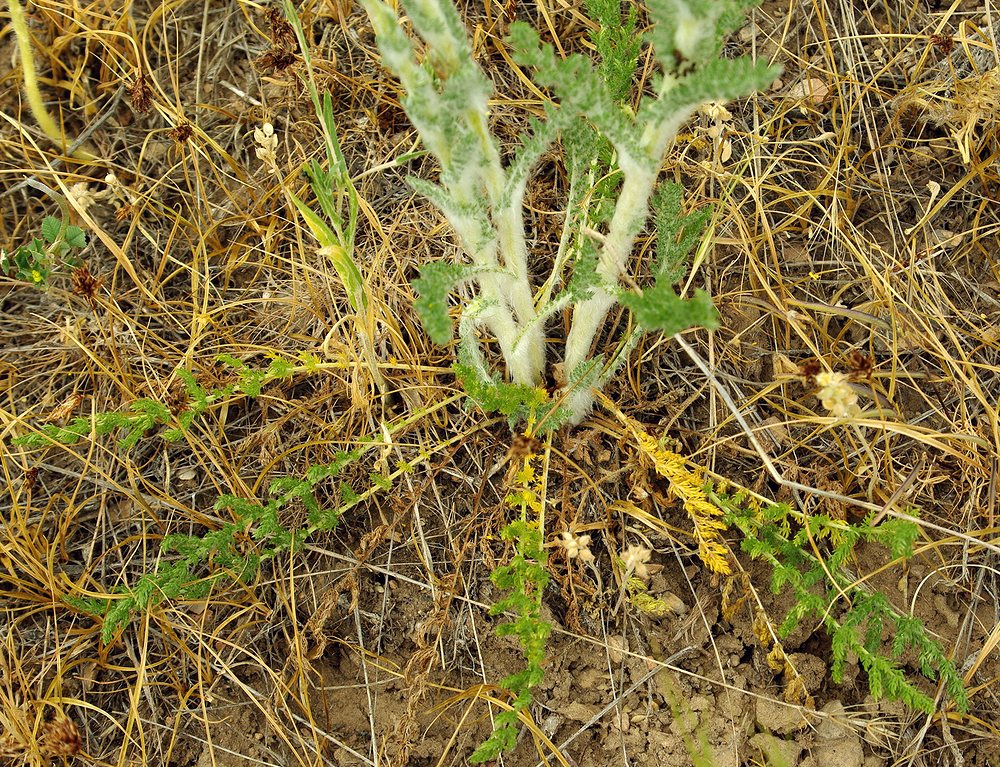 Изображение особи Pseudohandelia umbellifera.