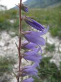 Campanula sarmatica