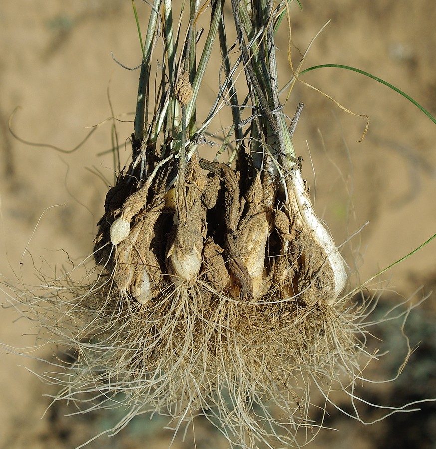 Image of Allium sabulosum specimen.