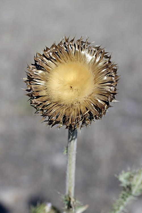 Image of Carduus nutans specimen.