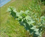 Linaria genistifolia. Верхушка побега. Черноморское побережье Кавказа, Новороссийск, Суджукская лагуна, травостой со значительной долей сорных элементов. 17 мая 2009 г.