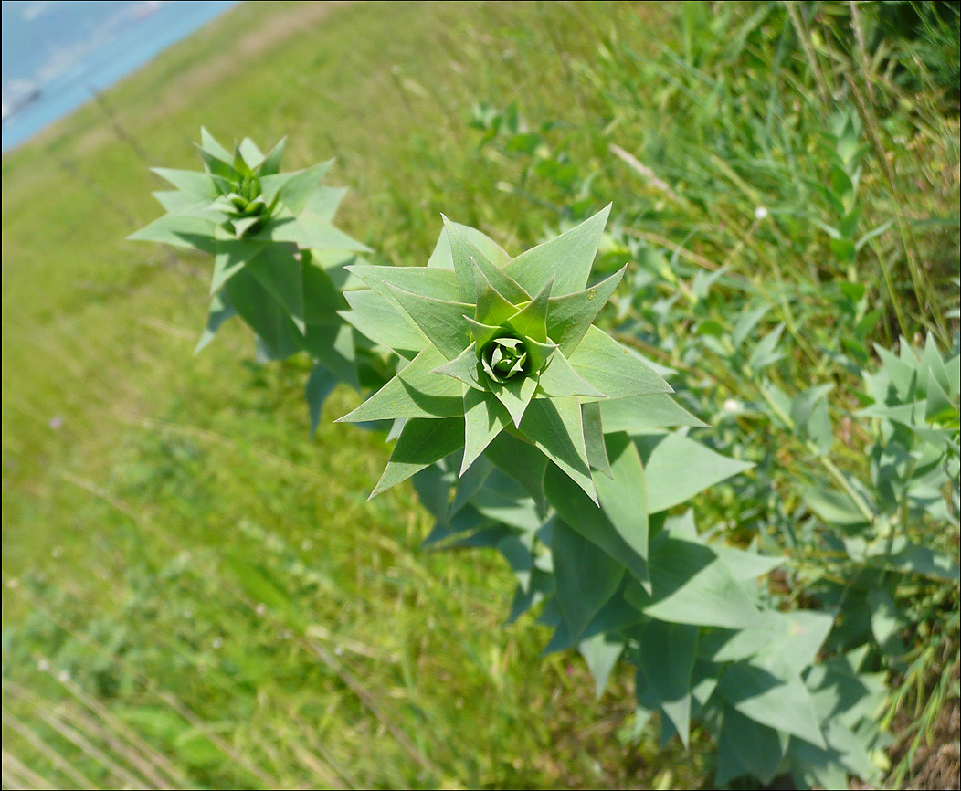 Изображение особи Linaria genistifolia.