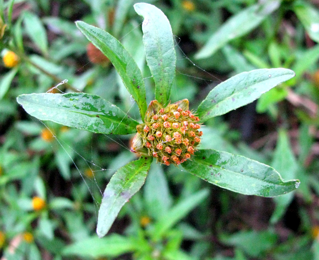 Image of Bidens connata specimen.