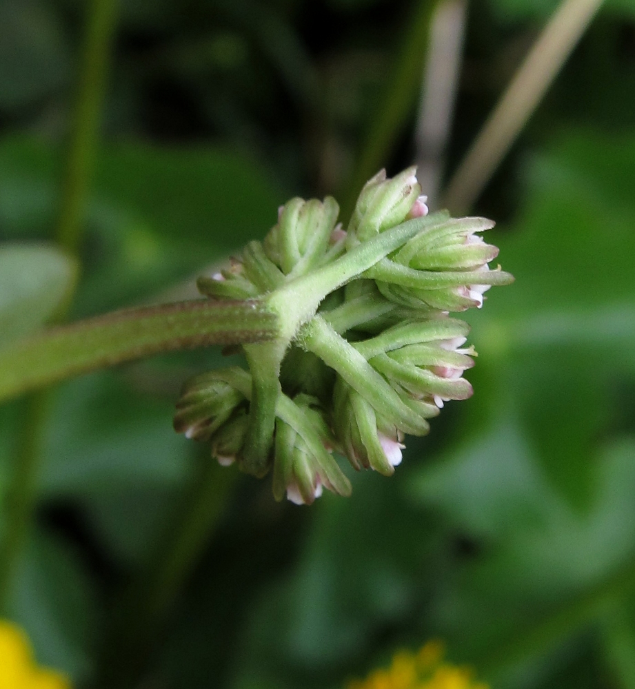 Image of Valeriana dioica specimen.