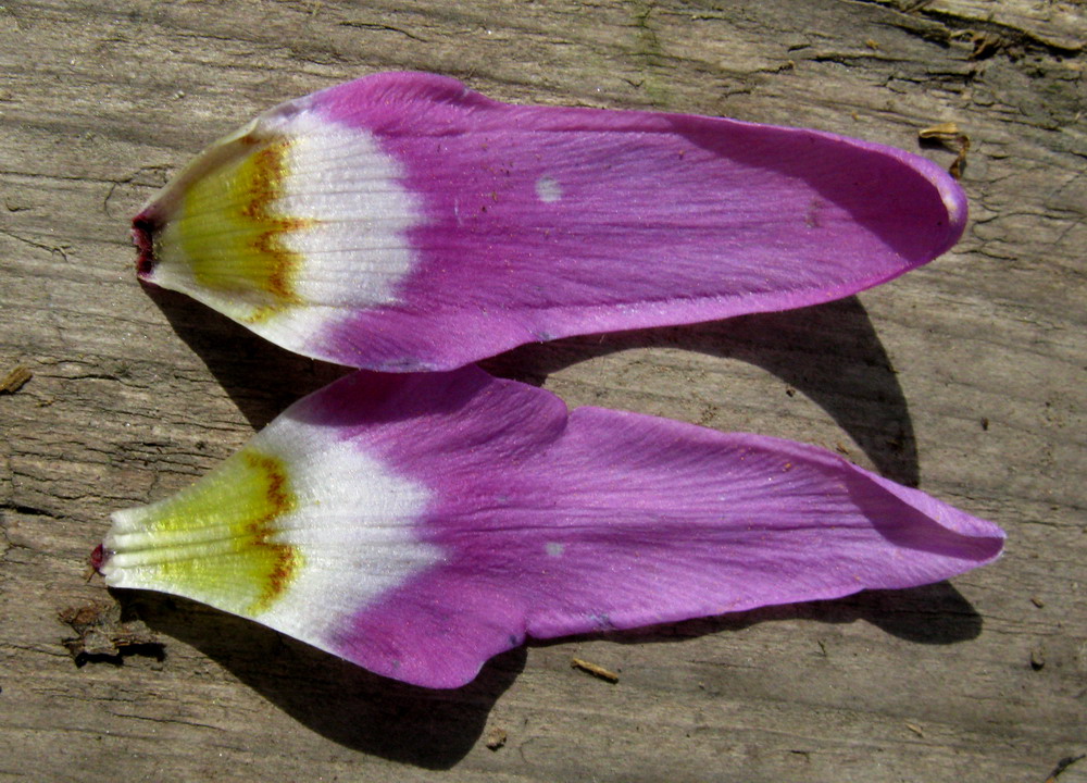 Изображение особи Erythronium sajanense.