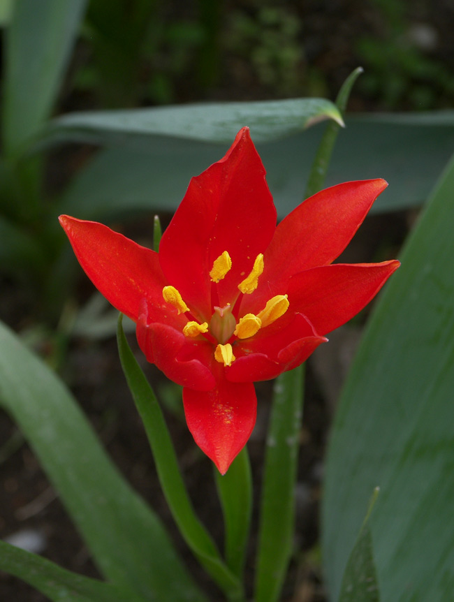 Image of Tulipa sprengeri specimen.