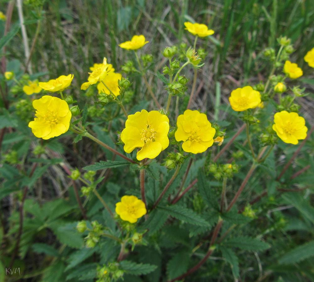 Изображение особи Potentilla recta.