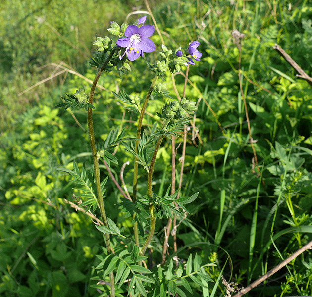 Изображение особи Polemonium caeruleum.