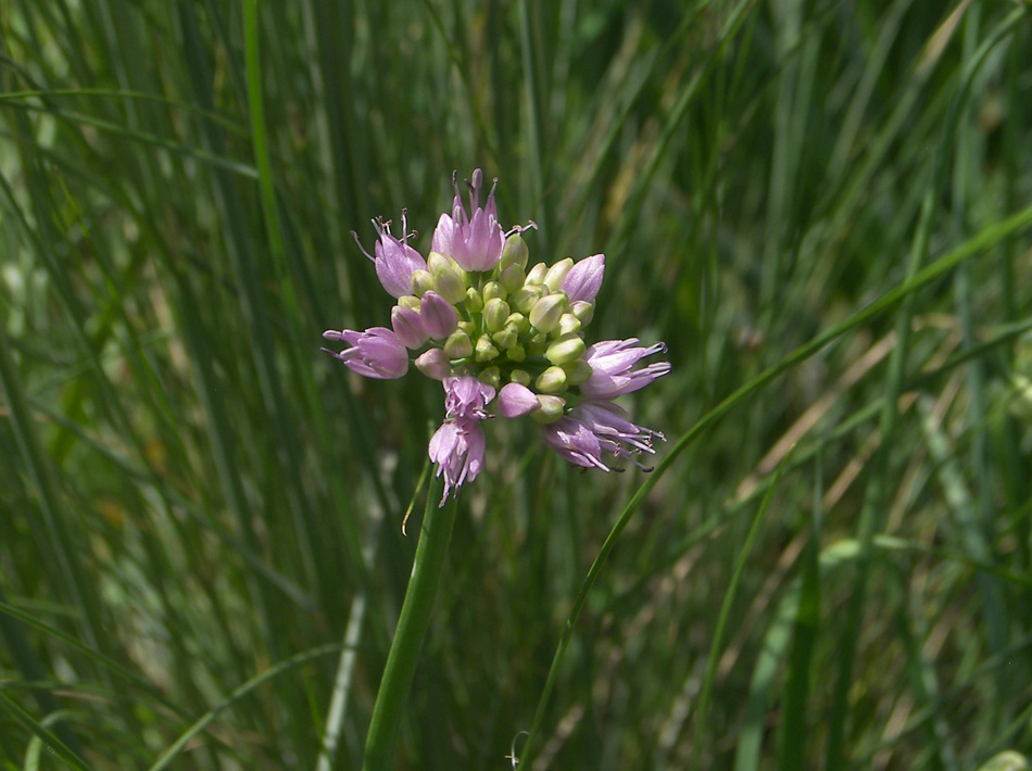 Image of Allium lusitanicum specimen.