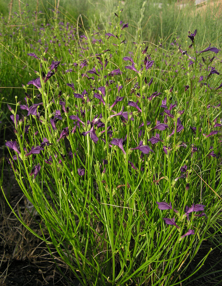 Image of Dodartia orientalis specimen.