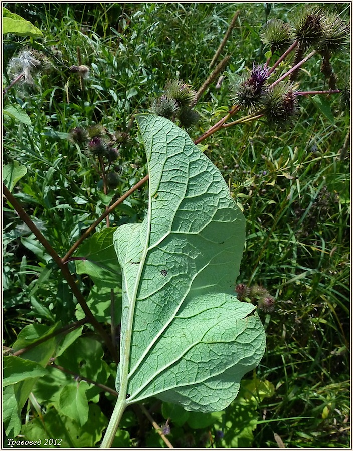 Image of Arctium × mixtum specimen.