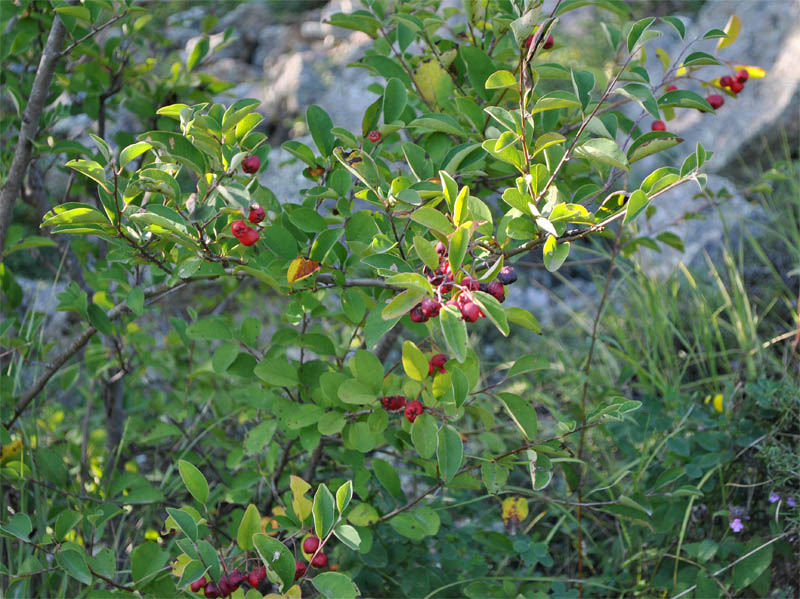 Изображение особи Cotoneaster meyeri.