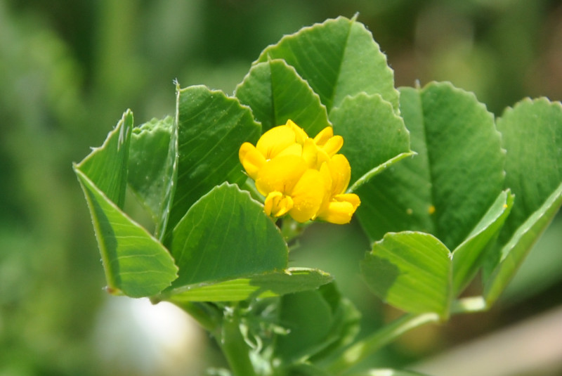 Image of Medicago orbicularis specimen.